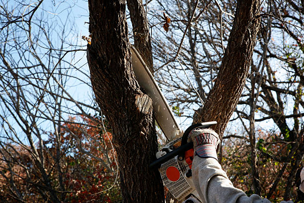 Trusted Candor, NC Tree Care Experts