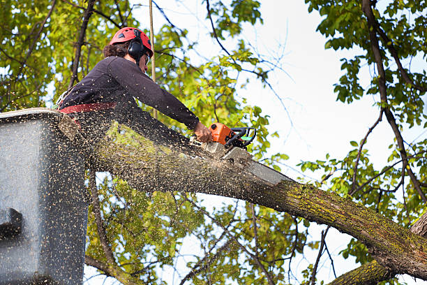 Best Tree Preservation Services  in Candor, NC